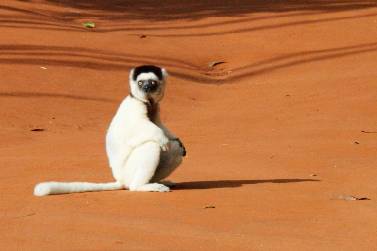 sifaka